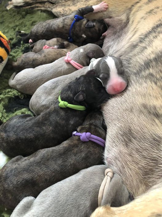 Puppies 2024